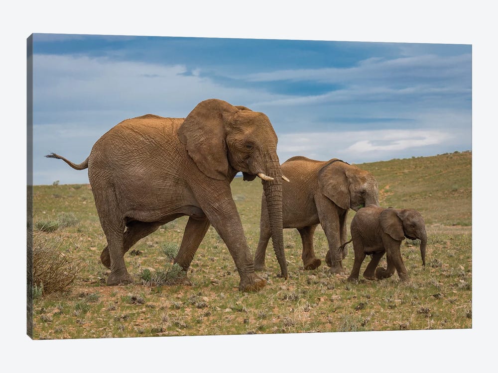Elephants, Damaraland, Namibia, Africa by Panoramic Images 1-piece Canvas Wall Art