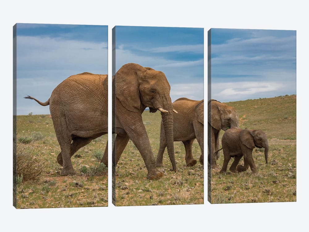 Elephants, Damaraland, Namibia, Africa by Panoramic Images 3-piece Canvas Art