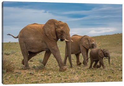 Elephants, Damaraland, Namibia, Africa Canvas Art Print - Namibia