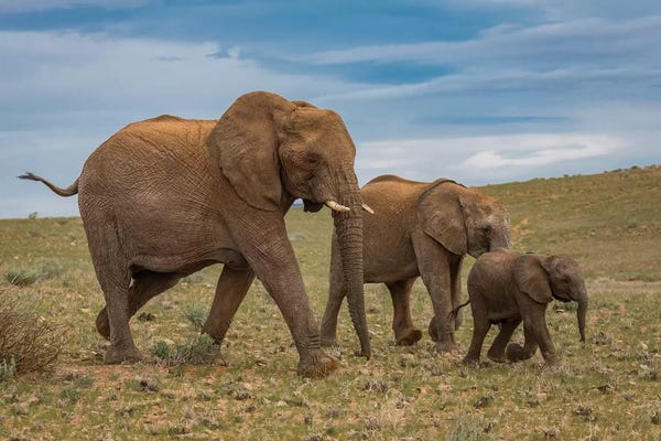 Namibia: Elephants, Damaraland, Namibia, Africa by Panoramic Images