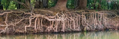 Exposed tree roots reaching for water, Pantanal wetland region, Brazil, South America by Panoramic Images canvas print