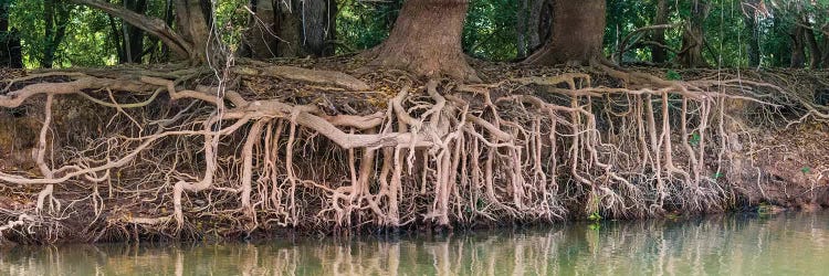 Exposed tree roots reaching for water, Pantanal wetland region, Brazil, South America