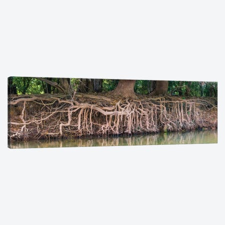 Exposed tree roots reaching for water, Pantanal wetland region, Brazil, South America Canvas Print #PIM15474} by Panoramic Images Canvas Art
