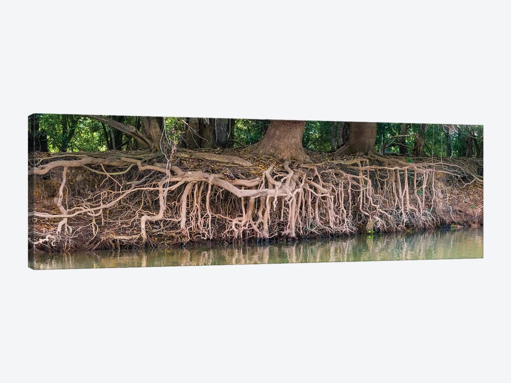 Exposed tree roots reaching for water, Pantanal wetland region, Brazil, South America by Panoramic Images 1-piece Canvas Artwork