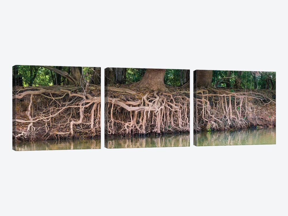 Exposed tree roots reaching for water, Pantanal wetland region, Brazil, South America by Panoramic Images 3-piece Canvas Art
