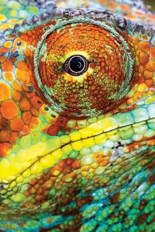 Extreme close-up of Panther chameleon , Madagascar