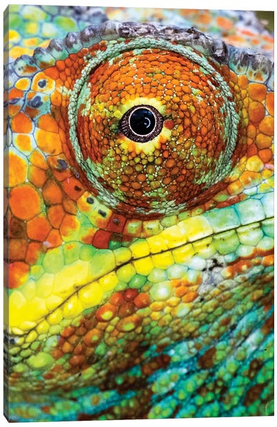 Extreme close-up of Panther chameleon , Madagascar Canvas Art Print - Chameleon Art