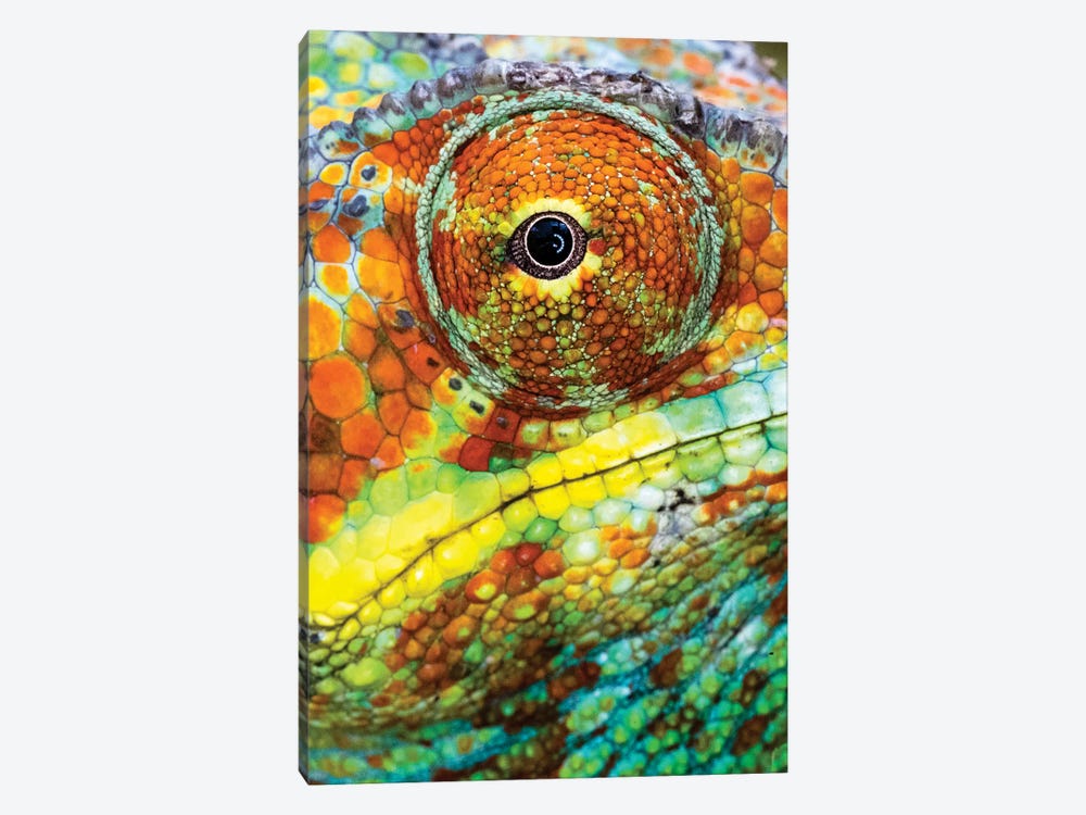 Extreme close-up of Panther chameleon , Madagascar by Panoramic Images 1-piece Canvas Print