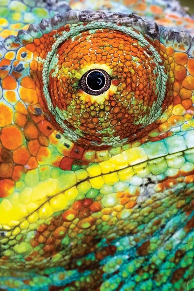 Extreme close-up of Panther chameleon , Madagascar