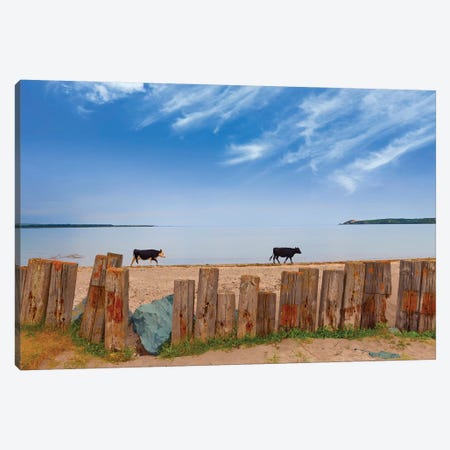 Feisian Cattle on the Cunnigar, Dungarvan Bay, County Waterford, Ireland Canvas Print #PIM15477} by Panoramic Images Canvas Artwork