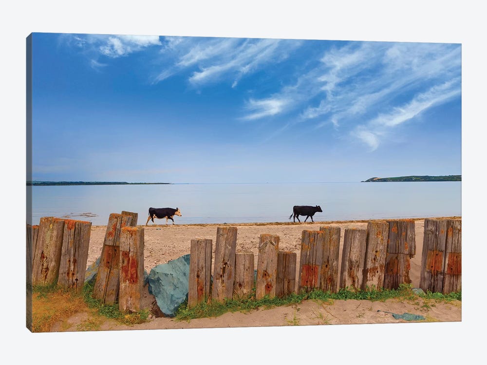 Feisian Cattle on the Cunnigar, Dungarvan Bay, County Waterford, Ireland by Panoramic Images 1-piece Canvas Print