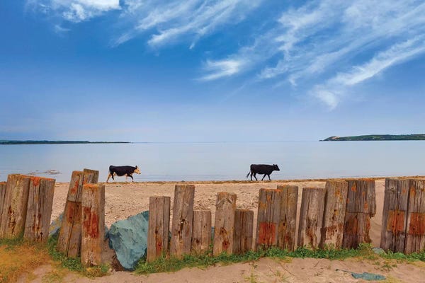 Ireland: Feisian Cattle on the Cunnigar, Dungarvan Bay, County Waterford, Ireland by Panoramic Images