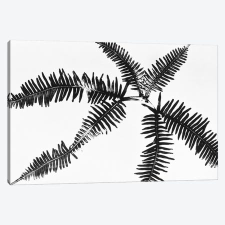 Fern Leaves Canvas Print #PIM15479} by Panoramic Images Art Print