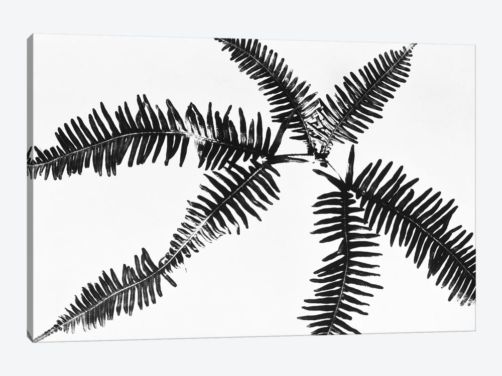 Fern Leaves by Panoramic Images 1-piece Canvas Art Print