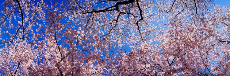 Low angle view of cherry blossom treesWashington State, USA