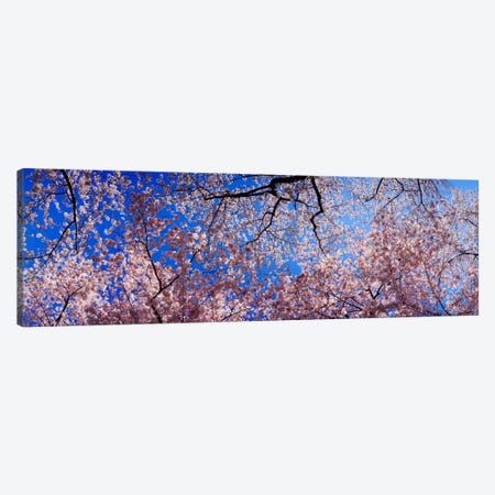 Low angle view of cherry blossom treesWashington State, USA Canvas Print #PIM1547} by Panoramic Images Canvas Print