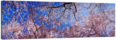 Low angle view of cherry blossom treesWashington State, USA Canvas Art Print - Cherry Blossom Art