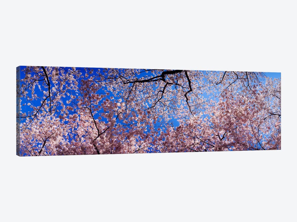 Low angle view of cherry blossom treesWashington State, USA by Panoramic Images 1-piece Canvas Print