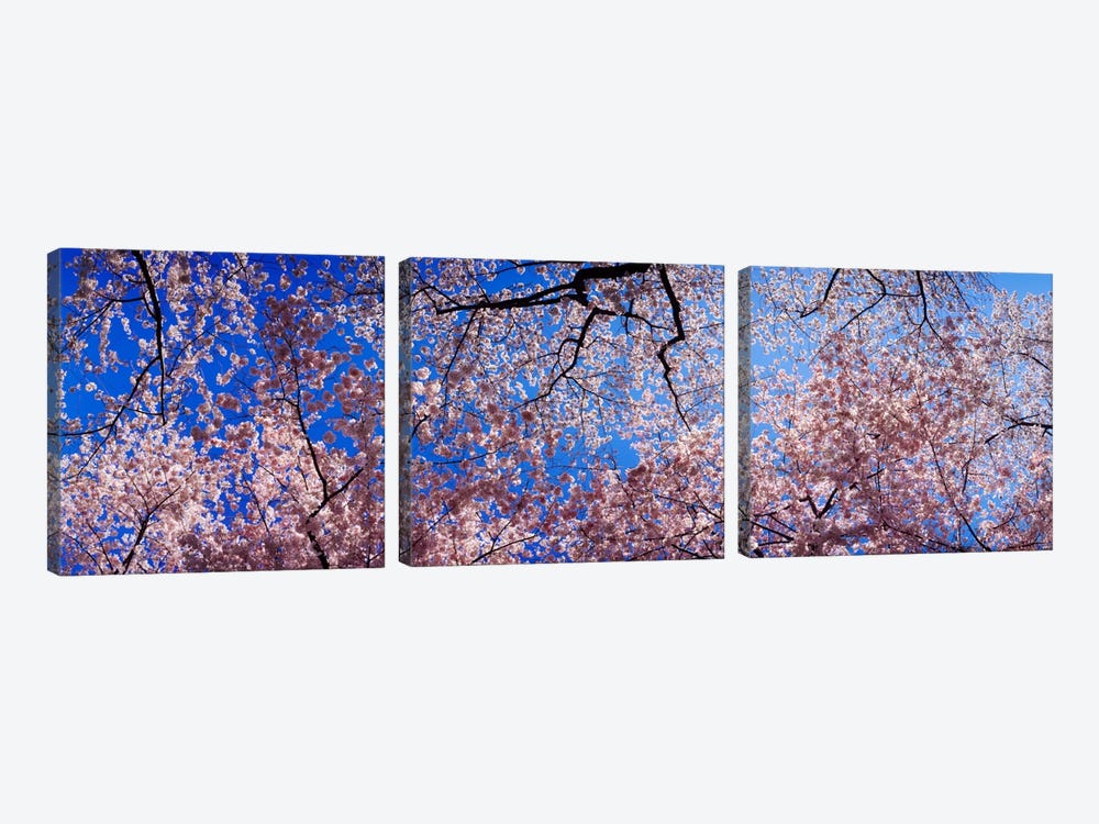 Low angle view of cherry blossom treesWashington State, USA by Panoramic Images 3-piece Canvas Print