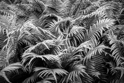 Fern plants in springtime, Stuttgart, Baden Wurttemberg, Germany by Panoramic Images art print