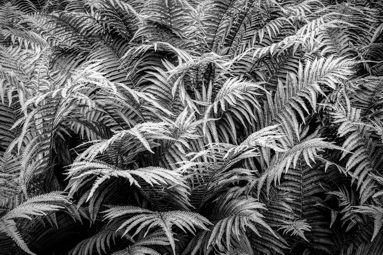 Fern plants in springtime, Stuttgart, Baden Wurttemberg, Germany