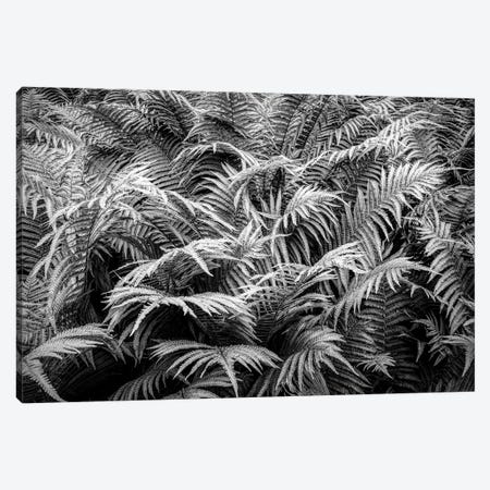 Fern plants in springtime, Stuttgart, Baden Wurttemberg, Germany Canvas Print #PIM15480} by Panoramic Images Canvas Artwork