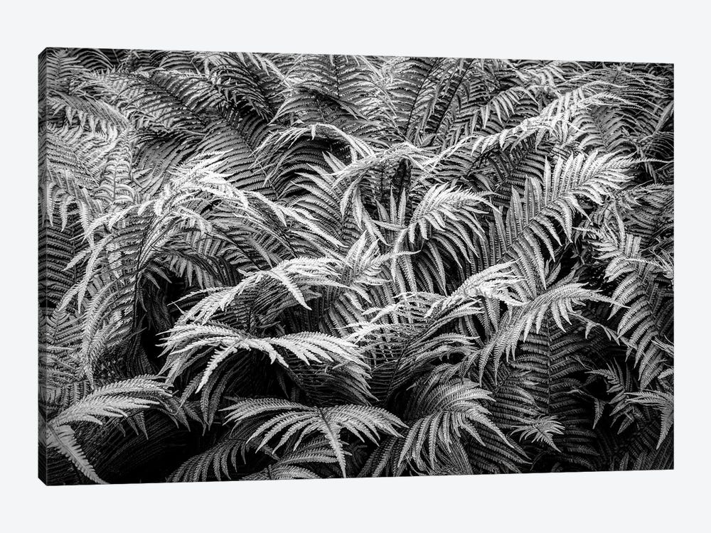 Fern plants in springtime, Stuttgart, Baden Wurttemberg, Germany by Panoramic Images 1-piece Art Print