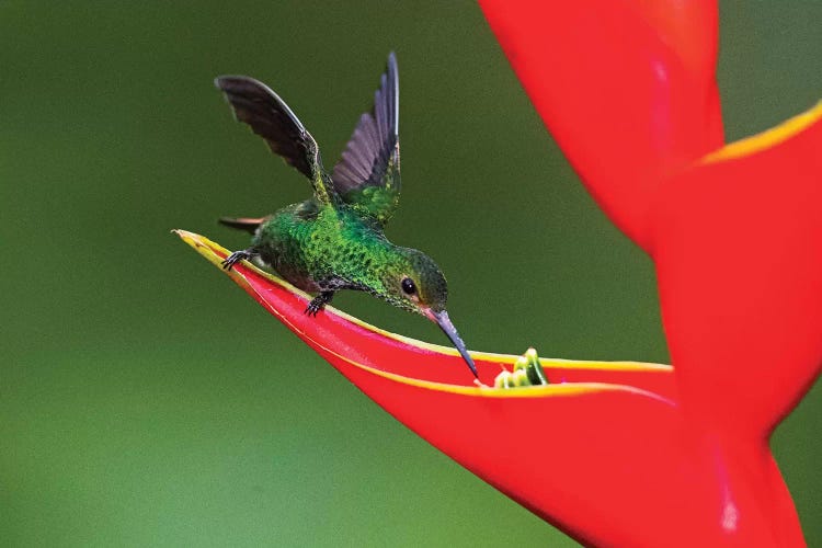 Fiery-throated hummingbird  feeding on red wildflower, Sarapiqui, Costa Rica