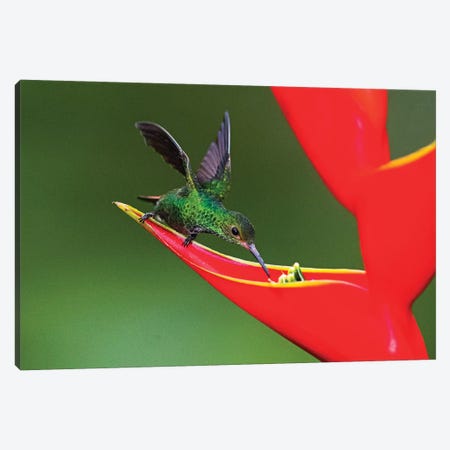 Fiery-throated hummingbird  feeding on red wildflower, Sarapiqui, Costa Rica Canvas Print #PIM15481} by Panoramic Images Canvas Artwork