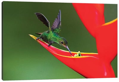Fiery-throated hummingbird  feeding on red wildflower, Sarapiqui, Costa Rica Canvas Art Print - Bird of Paradise Art