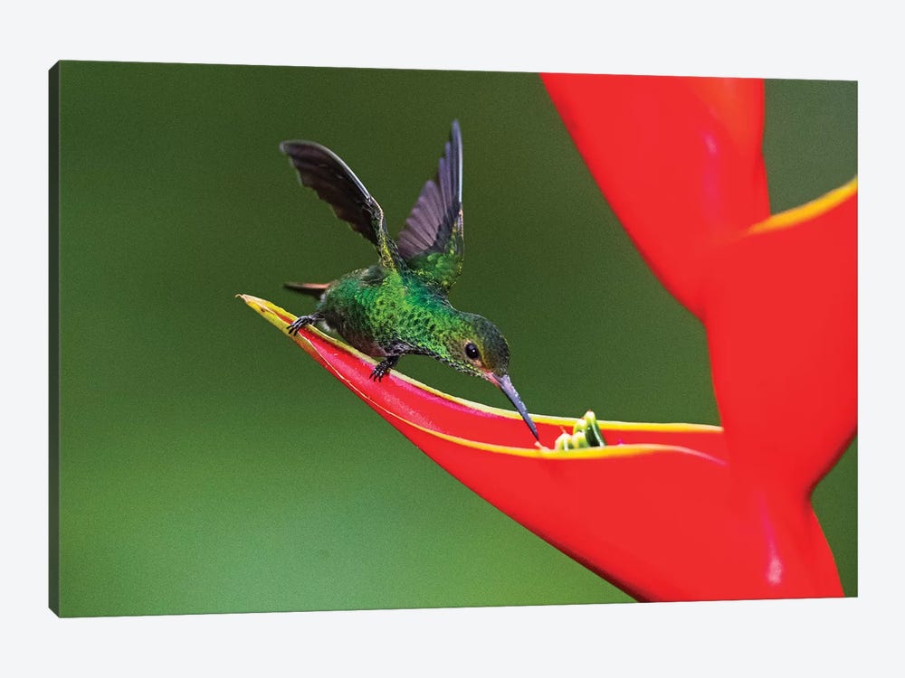 Fiery-throated hummingbird  feeding on red wildflower, Sarapiqui, Costa Rica by Panoramic Images 1-piece Canvas Artwork