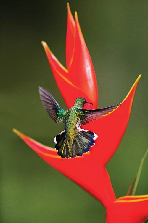 Fiery-throated hummingbird  flying toward red wildflower, Sarapiqui, Costa Rica