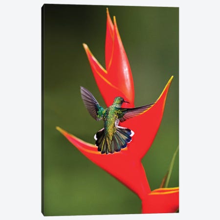 Fiery-throated hummingbird  flying toward red wildflower, Sarapiqui, Costa Rica Canvas Print #PIM15482} by Panoramic Images Canvas Wall Art