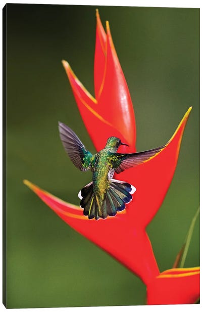 Fiery-throated hummingbird  flying toward red wildflower, Sarapiqui, Costa Rica Canvas Art Print - Bird of Paradise Art
