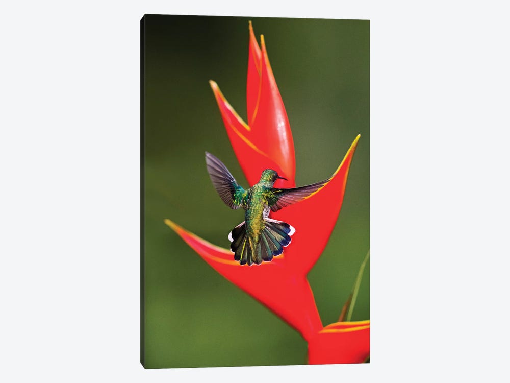 Fiery-throated hummingbird  flying toward red wildflower, Sarapiqui, Costa Rica by Panoramic Images 1-piece Canvas Print