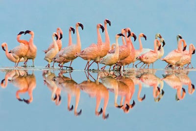 Flock of Lesser Flamingos  standing in water, Lake Nakuru, Kenya by Panoramic Images framed canvas print