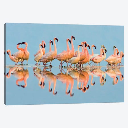 Flock of Lesser Flamingos  standing in water, Lake Nakuru, Kenya Canvas Print #PIM15485} by Panoramic Images Canvas Art Print