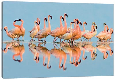 Flock of Lesser Flamingos  standing in water, Lake Nakuru, Kenya Canvas Art Print - Kenya
