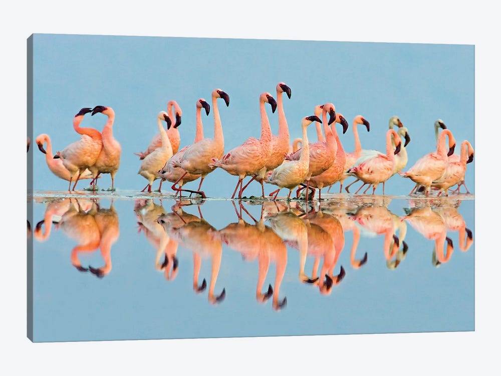 Flock of Lesser Flamingos  standing in water, Lake Nakuru, Kenya by Panoramic Images 1-piece Canvas Artwork