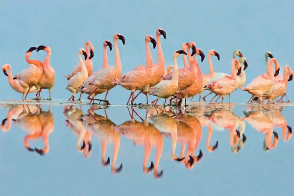 Flamingos: Flock of Lesser Flamingos  standing in water, Lake Nakuru, Kenya by Panoramic Images