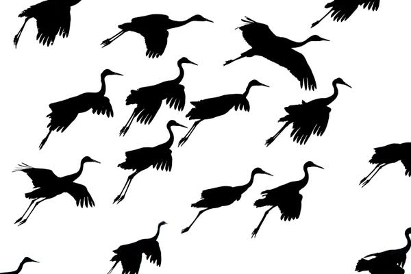 Socorro: Flying cranes against sky, Socorro, New Mexico, USA by Panoramic Images