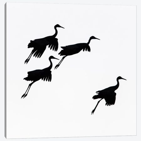 Flying cranes against sky, Socorro, New Mexico, USA Canvas Print #PIM15490} by Panoramic Images Art Print