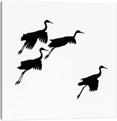 Flying cranes against sky, Socorro, New Mexico, USA Canvas Art Print