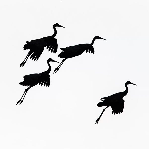 Socorro: Flying cranes against sky, Socorro, New Mexico, USA by Panoramic Images