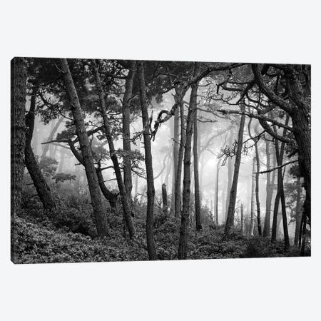 Fog in scenic forest at Point Reyes National Seashore, California, USA Canvas Print #PIM15491} by Panoramic Images Art Print