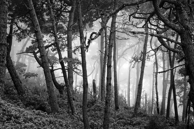 Fog in scenic forest at Point Reyes National Seashore, California, USA