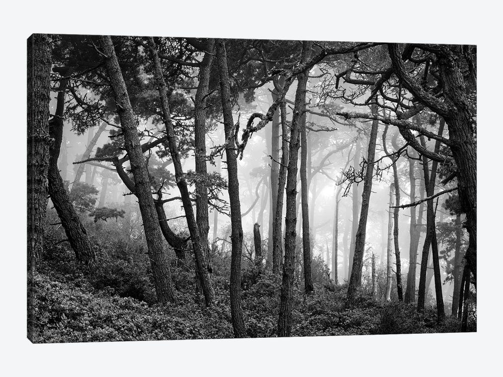Fog in scenic forest at Point Reyes National Seashore, California, USA by Panoramic Images 1-piece Canvas Print