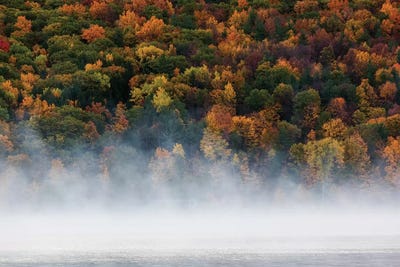 Fog over trees, Keuka Lake Vineyard, Hammondsport, Finger Lakes Region, New York State, USA by Panoramic Images canvas print