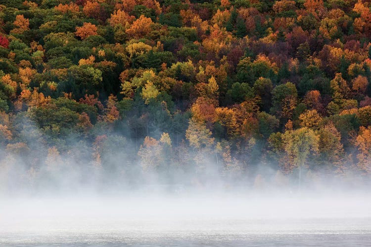 Fog over trees, Keuka Lake Vineyard, Hammondsport, Finger Lakes Region, New York State, USA