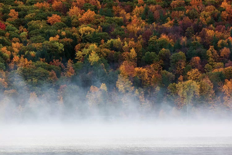 Fog over trees, Keuka Lake Vineyard, Hammondsport, Finger Lakes Region, New York State, USA by Panoramic Images wall art